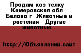 Продам коз телку - Кемеровская обл., Белово г. Животные и растения » Другие животные   